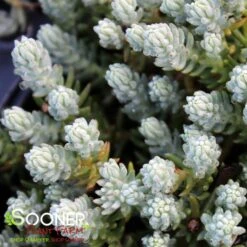BLUE SPRUCE SEDUM -Happy Planter Shop DETA2 347