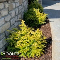 SUNSHINE LIGUSTRUM -Happy Planter Shop DETA2 3560