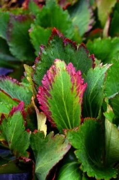 NOVA™ FLAME MUKGENIA -Happy Planter Shop DETA2 3592