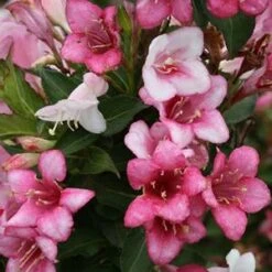 CZECHMARK TRILOGY® WEIGELA -Happy Planter Shop DETA2 3617
