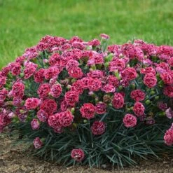 FRUIT PUNCH® CHERRY VANILLA DIANTHUS -Happy Planter Shop DETA2 3632