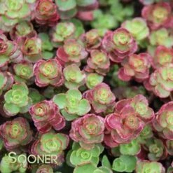 RED CARPET SEDUM -Happy Planter Shop DETA2 372