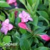 SNIPPET® DARK PINK WEIGELA