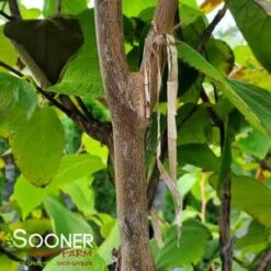 FRAGRANT SNOWBELL -Happy Planter Shop DETA2 3762