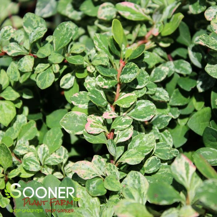 SUNJOY SEQUINS® BARBERRY 1 SUNJOY SEQUINS® BARBERRY