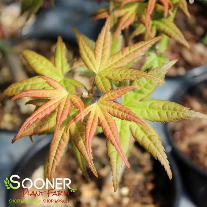 CORAL MAGIC UPRIGHT JAPANESE MAPLE 2 CORAL MAGIC UPRIGHT JAPANESE MAPLE - Image 2