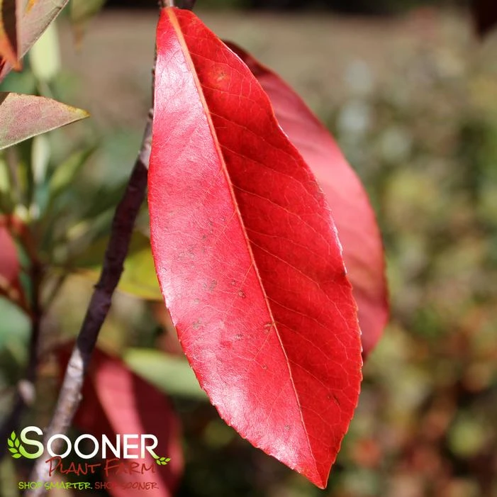 MOUNTAIN GORDLINIA 1 MOUNTAIN GORDLINIA