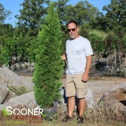 SKYWALKER™ ARBORVITAE 5 SKYWALKER™ ARBORVITAE -Happy Planter Shop DETA2 3933