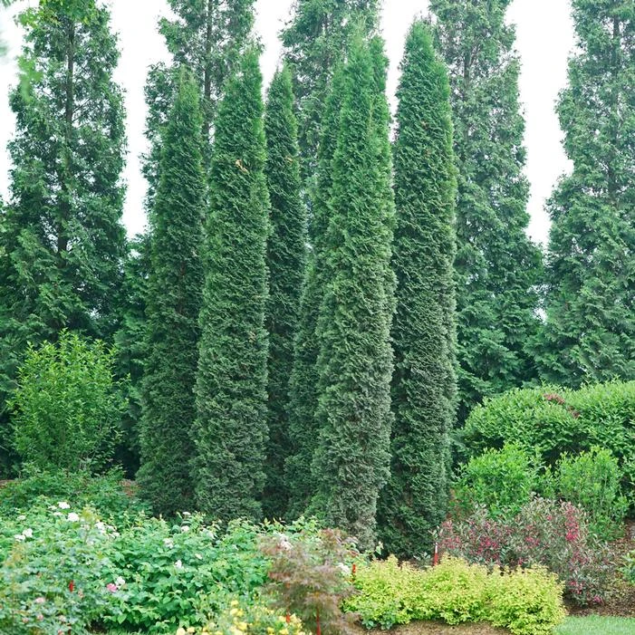 FULL SPEED A HEDGE® THIN MAN® ARBORVITAE 2 FULL SPEED A HEDGE® THIN MAN® ARBORVITAE - Image 2