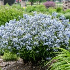 STORM CLOUD BLUE STAR -Happy Planter Shop DETA2 4095