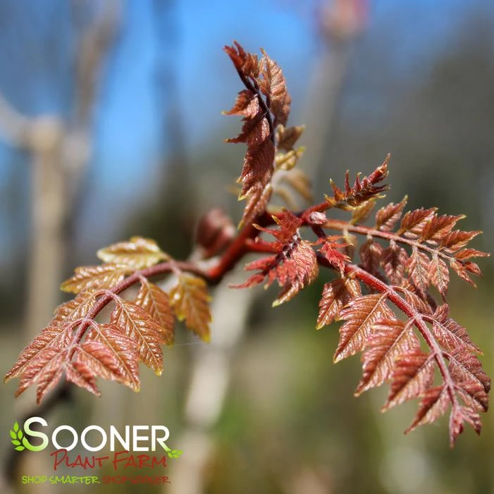 GOLDEN RAINTREE 2 GOLDEN RAINTREE - Image 2