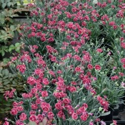 FRUIT PUNCH® BLACK CHERRY FROST DIANTHUS