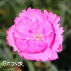 FRUIT PUNCH® SWEETIE PIE DIANTHUS -Happy Planter Shop DETA2 4105