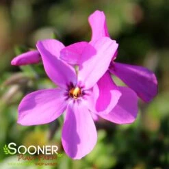MAGENTA SPRITE HYBRID SPRING PHLOX -Happy Planter Shop DETA2 4156