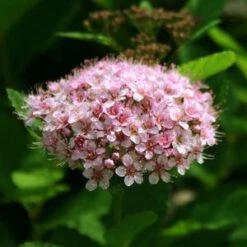 PINK SPARKLER™ BIRCHLEAF SPIRAEA -Happy Planter Shop DETA2 4203