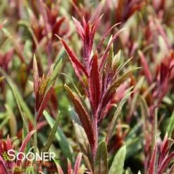 BELLEZA® DARK PINK WAND FLOWER -Happy Planter Shop DETA2 4300