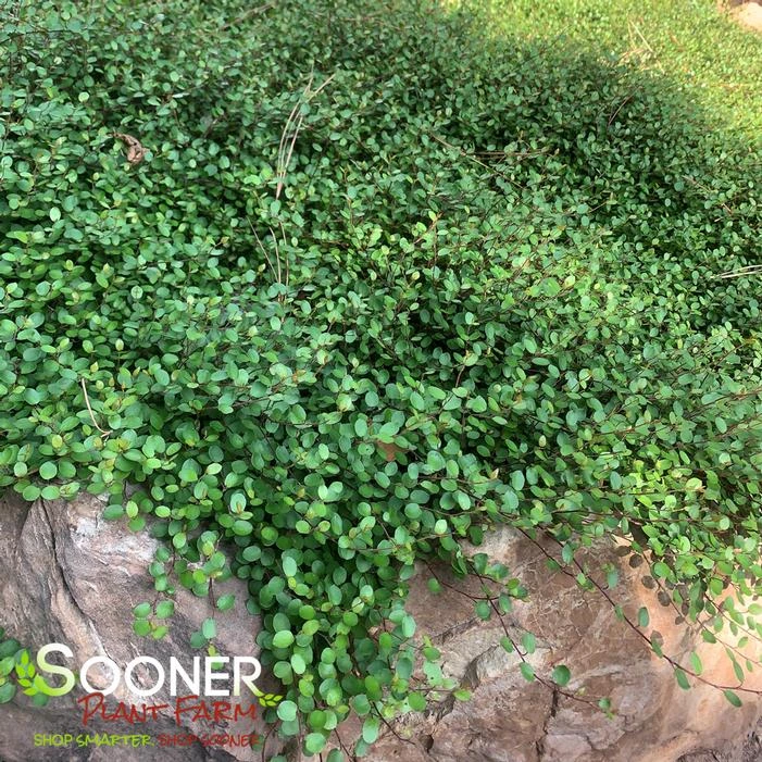 PEARLY WIRE VINE 1 PEARLY WIRE VINE