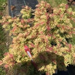 MR. MUSTARD® SORBARIA 5 MR. MUSTARD® SORBARIA -Happy Planter Shop DETA2 4456