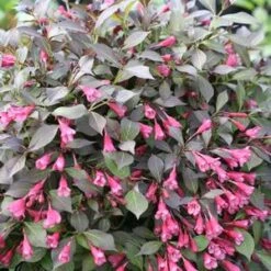 MIDNIGHT WINE SHINE® WEIGELA 6 MIDNIGHT WINE SHINE® WEIGELA -Happy Planter Shop DETA2 4462