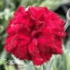 PRETTY POPPERS™ ELECTRIC RED DIANTHUS
