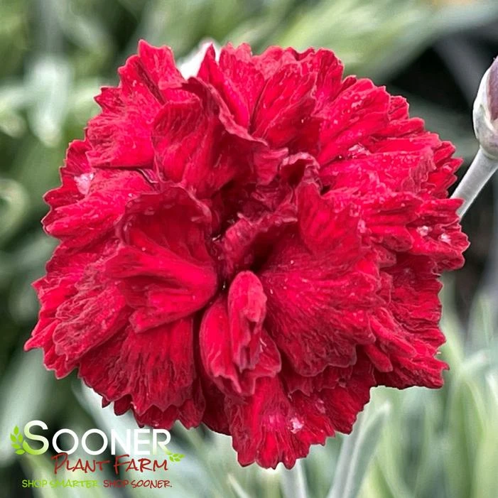 PRETTY POPPERS™ ELECTRIC RED DIANTHUS 1 PRETTY POPPERS™ ELECTRIC RED DIANTHUS