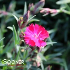 PAINT THE TOWN RED DIANTHUS -Happy Planter Shop DETA2 4548