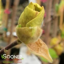 JUDY ZUK MAGNOLIA -Happy Planter Shop DETA2 4696