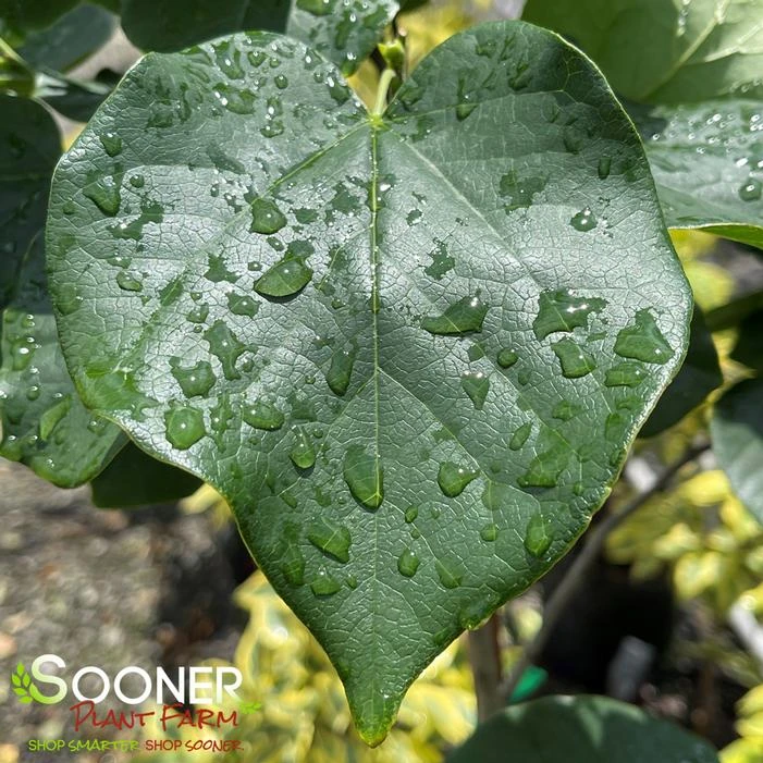 WHITE CHINESE REDBUD 3 WHITE CHINESE REDBUD - Image 3