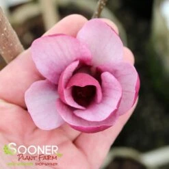 Featured Products -Happy Planter Shop DETA2 4801