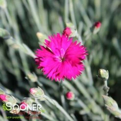 NEON STAR DIANTHUS 5 NEON STAR DIANTHUS -Happy Planter Shop DETA2 496