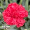 WHETMAN® PREMIER™ ROSEBUD DIANTHUS