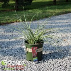 BRAKELIGHTS® RED YUCCA -Happy Planter Shop DETA2 5002