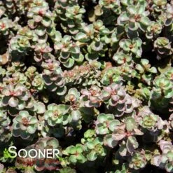 DRAGON'S BLOOD SEDUM -Happy Planter Shop DETA2 5022