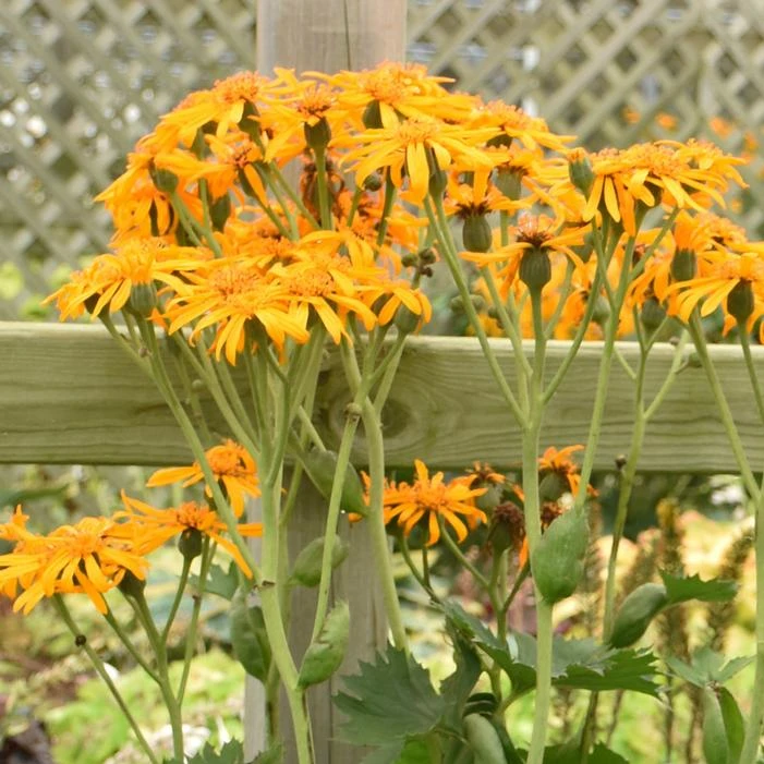 TRACTOR SEAT GOLDEN RAY 2 TRACTOR SEAT GOLDEN RAY - Image 2