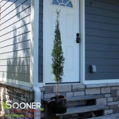 TAYLOR JUNIPER - FORMAL STYLE -Happy Planter Shop DETA2 5085