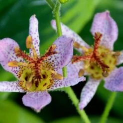 AUTUMN GLOW TOAD LILY -Happy Planter Shop DETA2 5089