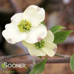 CLOUD 9 DOGWOOD -Happy Planter Shop DETA2 5097