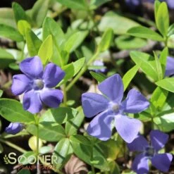 BOWLES VINCA -Happy Planter Shop DETA2 510