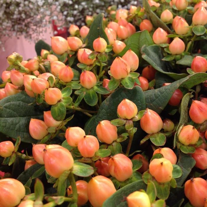 MAGICAL® DESIRE ST. JOHN'S WORT 2 MAGICAL® DESIRE ST. JOHN'S WORT - Image 2