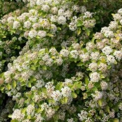 RASPBERRY LEMONADE™ NINEBARK -Happy Planter Shop DETA2 5115