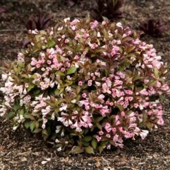AFTERGLOW™ WEIGELA -Happy Planter Shop DETA2 5195
