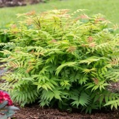 CHERRY ON TOP™ SORBARIA -Happy Planter Shop DETA2 5197