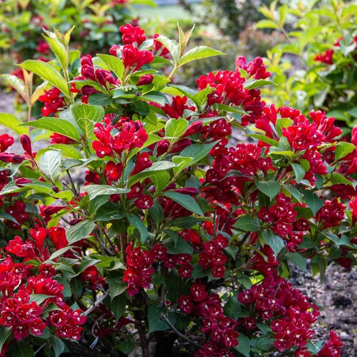 MAROON SWOON™ WEIGELA 3 MAROON SWOON™ WEIGELA - Image 3