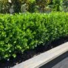 NEWGEN® FREEDOM™ BOXWOOD
