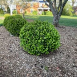 NEWGEN® INDEPENDENCE™ BOXWOOD