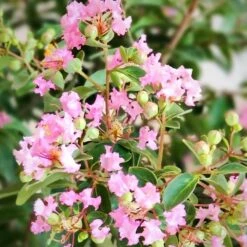 GREATMYRTLE™ COTTON CANDY CRAPEMYRTLE -Happy Planter Shop DETA2 5238
