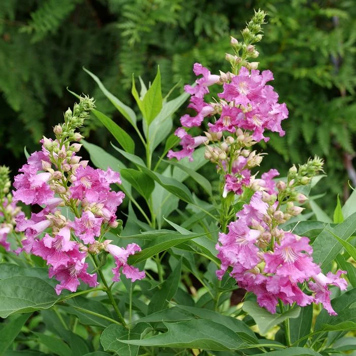 EL NIÑO™ CHITALPA 2 EL NIÑO™ CHITALPA - Image 2