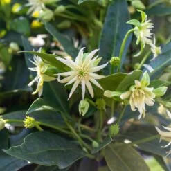 STAR FLOWER ORION™ ILLICIUM -Happy Planter Shop DETA2 5273