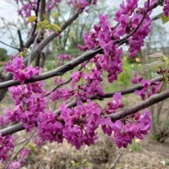 LUSCIOUS LAVENDER™ REDBUD -Happy Planter Shop DETA2 5286