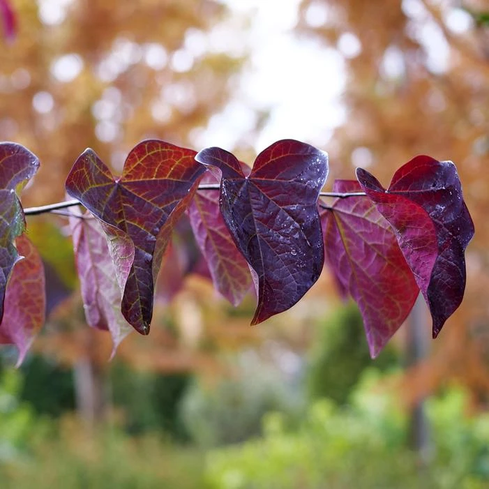 MIDNIGHT EXPRESS® REDBUD 2 MIDNIGHT EXPRESS® REDBUD - Image 2